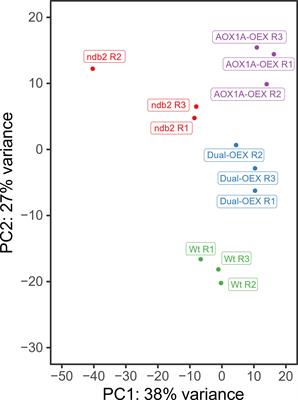 Altering the balance between AOX1A and NDB2 expression affects a common set of transcripts in Arabidopsis